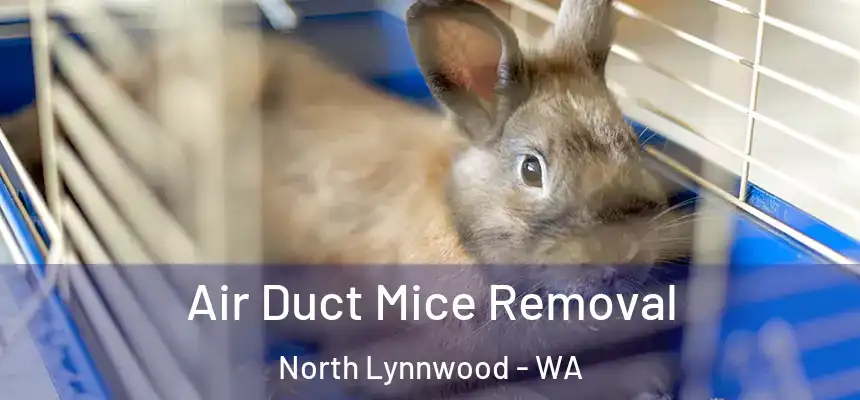  Air Duct Mice Removal North Lynnwood - WA