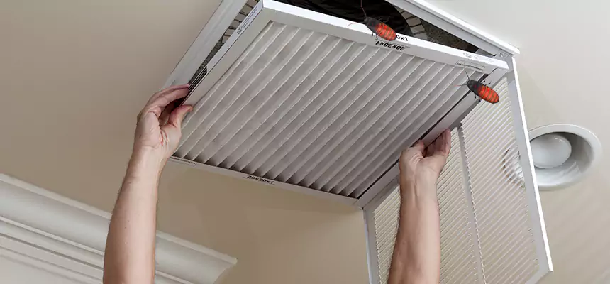 Our Insect Removal from Air Ducts Services in North Lynnwood, WA